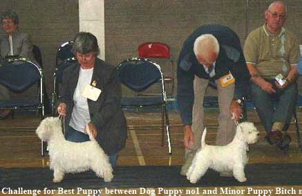 2003 BP 2003 BP