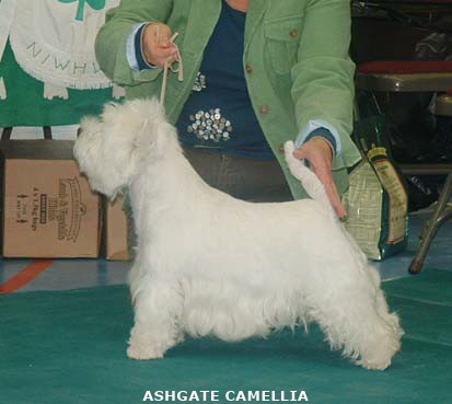 2007 Ashgate Camellia 2007 Ashgate Camellia