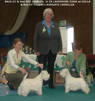 2007 BCC 2007 BCC