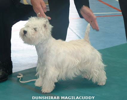 2007 Dunshirab Magilacuddy 2007 Dunshirab Magilacuddy