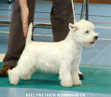 2007 Killynether Commander 2007 Killynether Commander