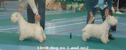2007 Limit Dog2 2007 Limit Dog2