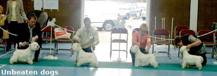 2007 unbeaten dogs 2007 unbeaten dogs