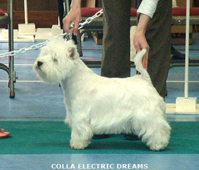 2007Colla Electric dreams 2007Colla Electric dreams