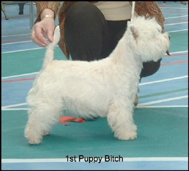 2008 1PB 2008 1PB