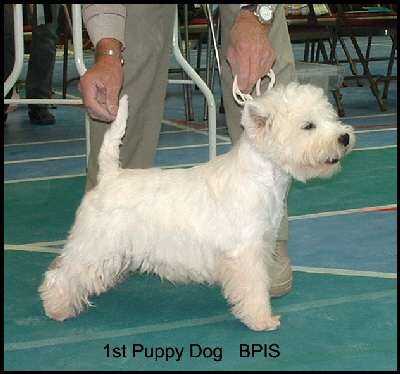 2008 1PD 2008 1PD