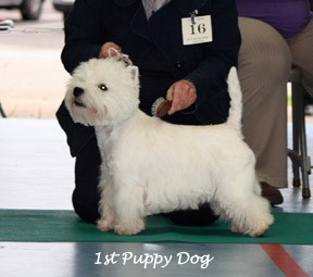 2009 1pd 2009 1pd
