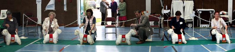 2009 dogs with sashes 2009 dogs with sashes