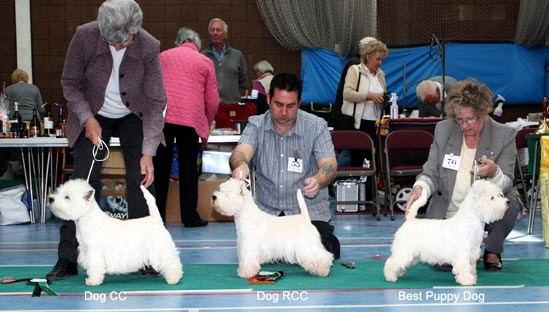 2010 dog line up 2010 dog line up