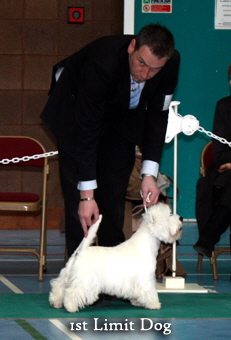 2011 1st_Limit_dogweb 2011 1st_Limit_dogweb