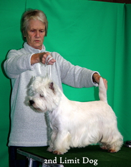 2011 2nd_Limit_Dogweb2 2011 2nd_Limit_Dogweb2