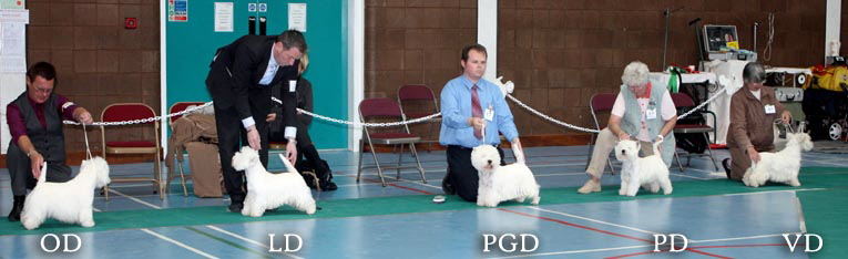 2011 Dog_Challengeweb1 2011 Dog_Challengeweb1