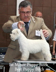 2012 1st-Minor-Puppy-Bitch-BB-web-2012 2012 1st-Minor-Puppy-Bitch-BB-web-2012