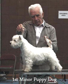2012 1st-Minor-Puppy-Dog-web-2012 2012 1st-Minor-Puppy-Dog-web-2012