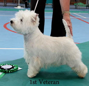 2012 1st-Veteran-Dogweb-2012 2012 1st-Veteran-Dogweb-2012