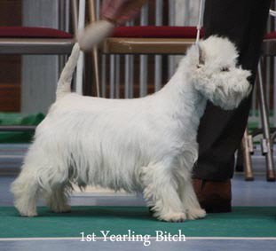 2012 1st-Yearling-Bitchweb-2012 2012 1st-Yearling-Bitchweb-2012