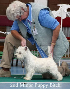 2012 2nd-Minor-Puppy-Bitchweb-2012 2012 2nd-Minor-Puppy-Bitchweb-2012