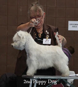 2012 2nd-puppy-dogweb-2012 2012 2nd-puppy-dogweb-2012