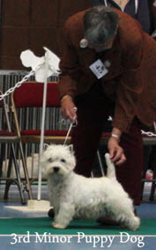 2012 3rd-Minor-Puppy-Dogweb-2012 2012 3rd-Minor-Puppy-Dogweb-2012