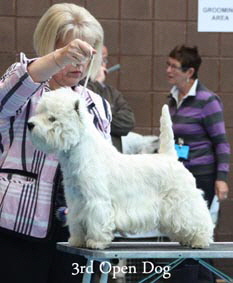2012 3rd-Open-Dogweb-2012 2012 3rd-Open-Dogweb-2012