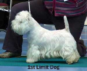 2013 1st-Limit-Dogweb2 2013 1st-Limit-Dogweb2