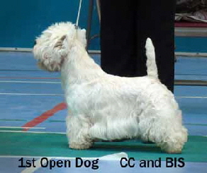 2013 1st-Open-Dog-cc-bisweb 2013 1st-Open-Dog-cc-bisweb