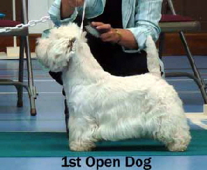 2013 1st-Open-Dogweb3 2013 1st-Open-Dogweb3
