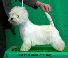 2013 1st-Post-Graduate-Dogweb2 2013 1st-Post-Graduate-Dogweb2