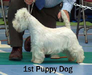 2013 1st-Puppy-Dogweb 2013 1st-Puppy-Dogweb