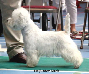 2014 1st-Junior-Bitch14 2014 1st-Junior-Bitch14