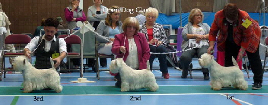 2014 Open-Dog-Class 2014 Open-Dog-Class