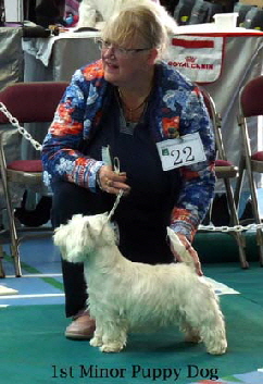 2015 1st-Minor-Puppy-Dog1 2015 1st-Minor-Puppy-Dog1