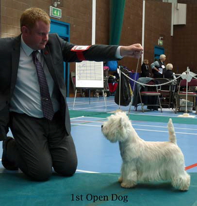 2015 1st-Open-Dog 2015 1st-Open-Dog