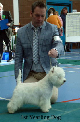 2015 1st-Yearling-Dog1 2015 1st-Yearling-Dog1