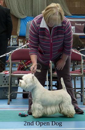 2015 2nd-Open-Dog 2015 2nd-Open-Dog