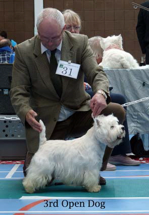 2015 3rd-Open-Dog1 2015 3rd-Open-Dog1