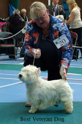 2015 Best-Veteran-Dog 2015 Best-Veteran-Dog