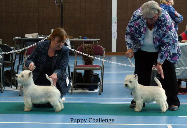 2015 Puppy-Challenge 2015 Puppy-Challenge