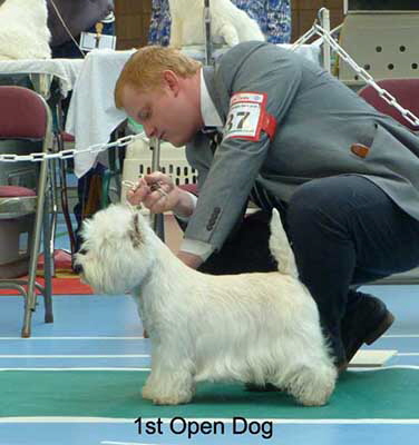 1st Open Dog web 1st Open Dog web