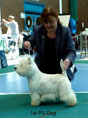 1st PG Dog web 1st PG Dog web