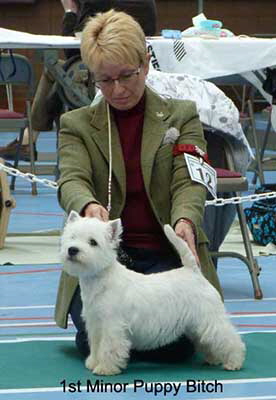 1st minor Puppy Bitch web 1st minor Puppy Bitch web