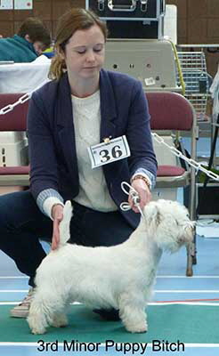 3rd Minor Puppy Bitch web 3rd Minor Puppy Bitch web