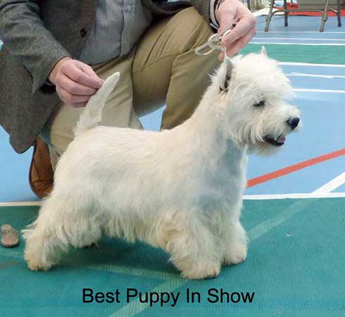 Best puppy In show web Best puppy In show web