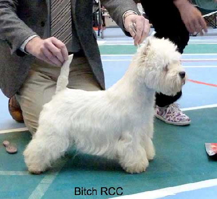 Bitch RCC web Bitch RCC web