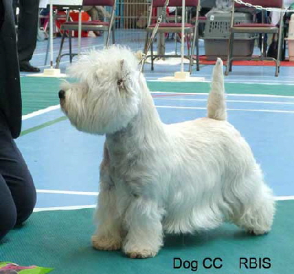 Dog CC RBISweb Dog CC RBISweb