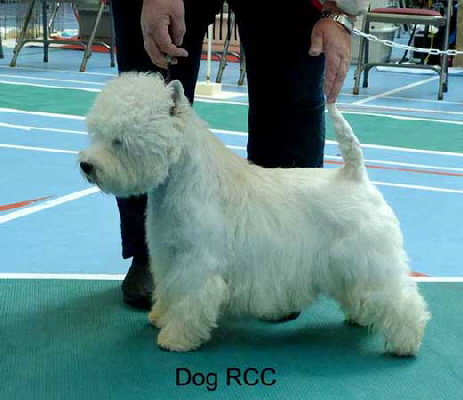 Dog RCC web Dog RCC web