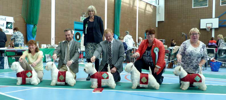 Dogs in Jackets web Dogs in Jackets web