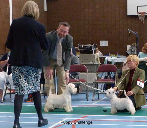 Puppy Challengeweb Puppy Challengeweb