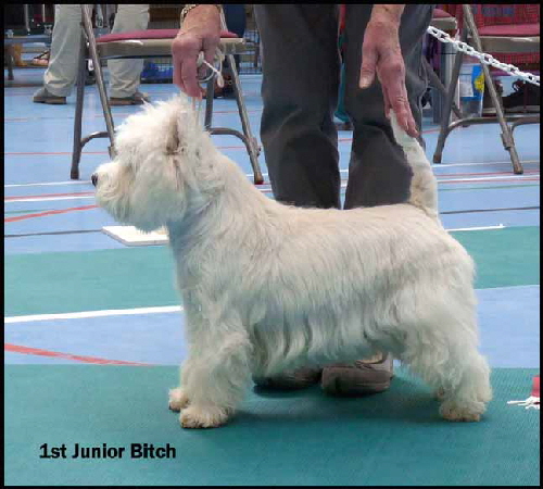 1st Junior Bitchweb2 1st Junior Bitchweb2