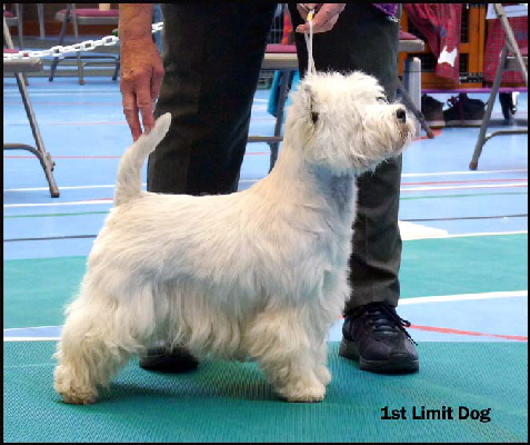 1st Limit Dogweb 1st Limit Dogweb